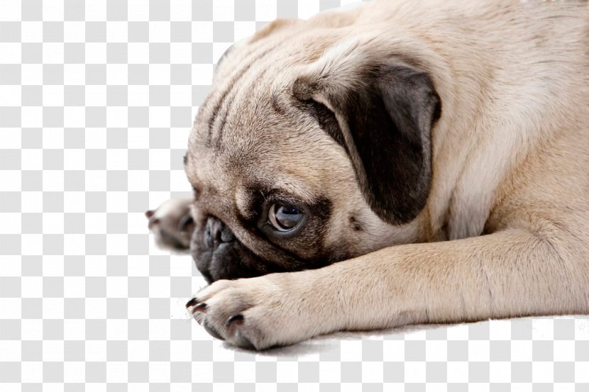 Pug Puppy Pet Stock Photography - Dog,puppy,pet,animal Transparent PNG