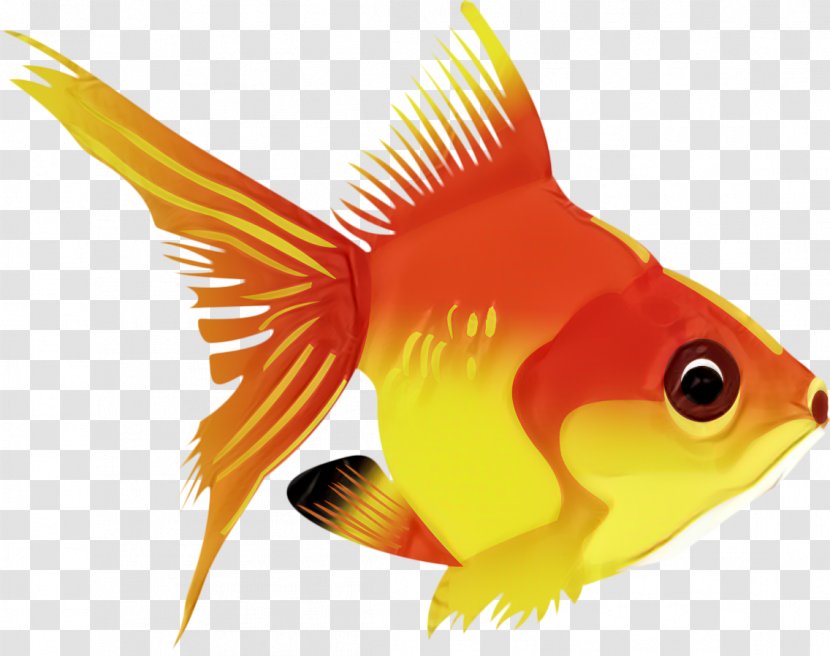 Vector Graphics Goldfish Download - Pomacentridae - Rock Beauty Transparent PNG