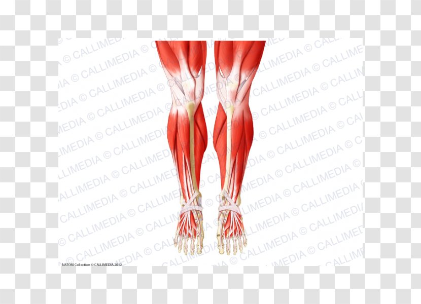 Knee Human Body Anatomy Muscle Patella - Cartoon - Rectus Femoris Function Transparent PNG