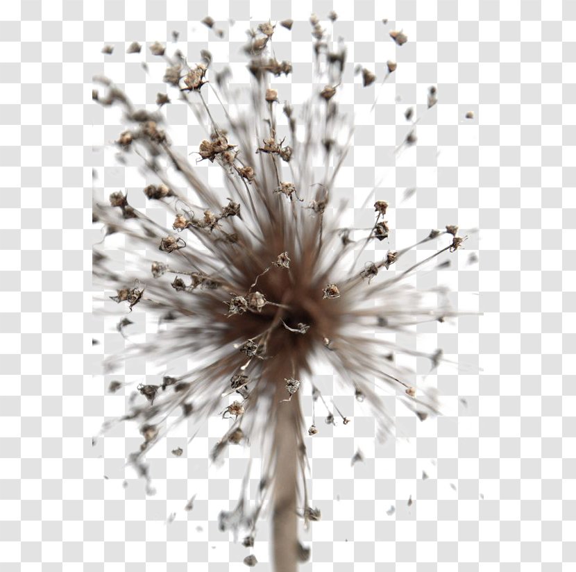 Common Dandelion Euclidean Vector Plant - Close Up Transparent PNG