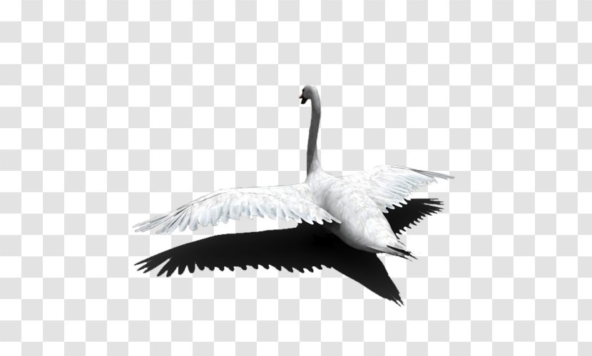 Jeep Wagoneer Cygnini Bebo Goose Tagged - Ducks Geese And Swans - Feather Transparent PNG