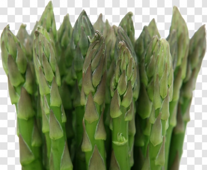 Asparagus Vegetable Herb Food Health - Plantbased Diet Transparent PNG