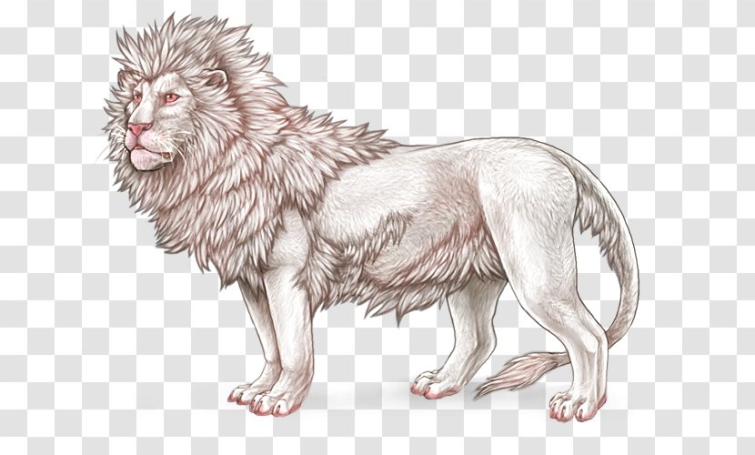 Lion Chartreux Siamese Cat Felidae Mammal - Fur Transparent PNG