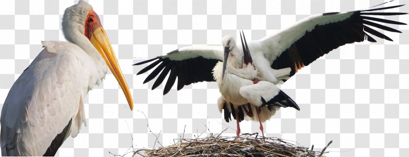 White Stork Bird Animal - Birds Animals Transparent PNG