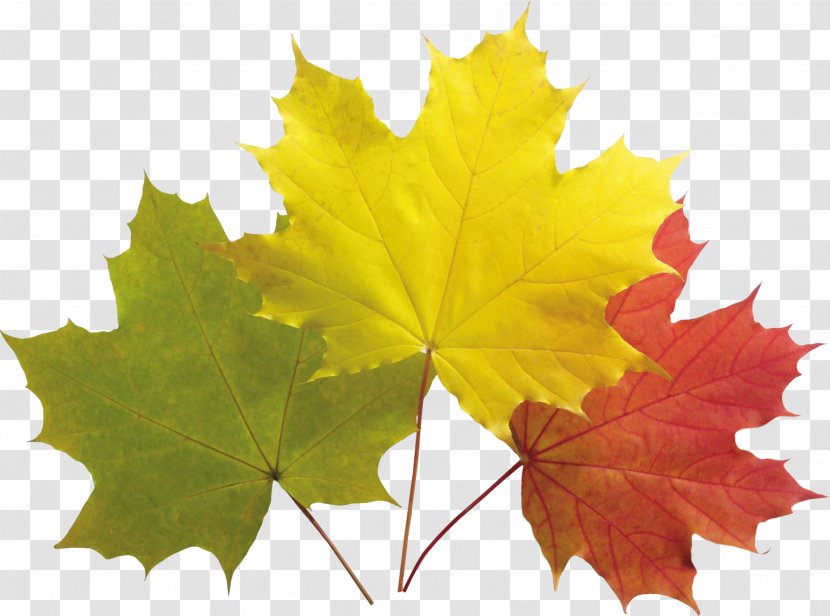 Maple Leaf Green Tree - Yellow Transparent PNG
