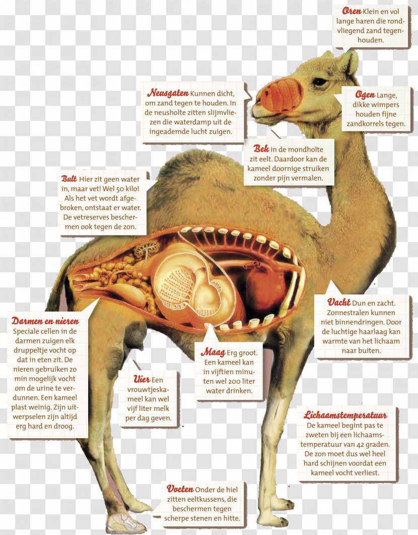Dromedary Bactrian Camel Milk Food - Jaw Transparent PNG