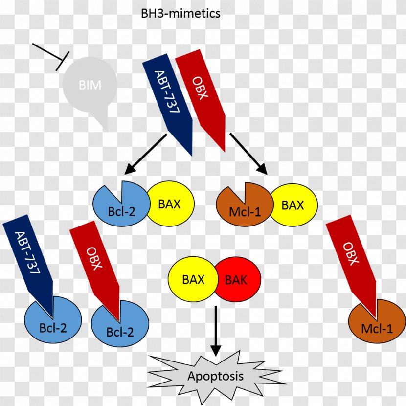 MCL1 Apoptosis Bcl-2 Family Folliculin - Diagram - Potentialinduced Degradation Transparent PNG