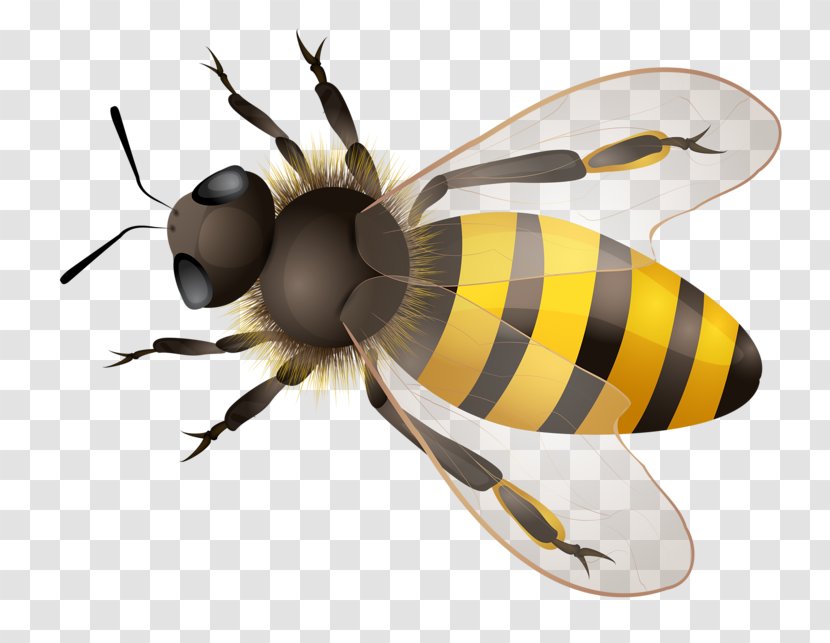 Western Honey Bee Illustration - Cartoon Transparent PNG