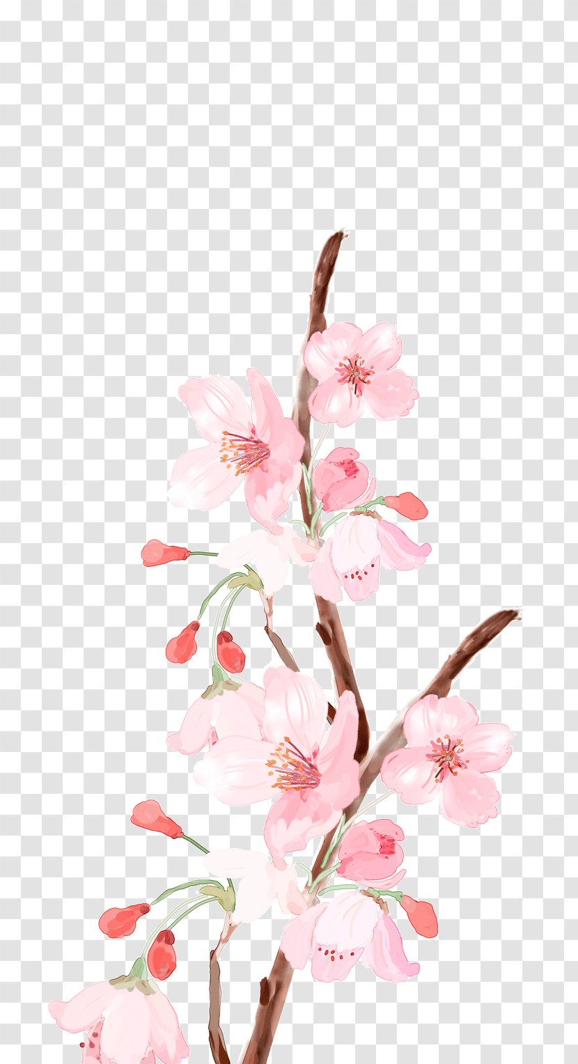 Flower Pink Color - Blossom Transparent PNG