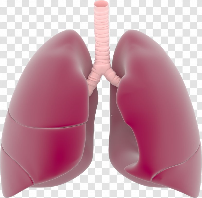 Lung Respiratory System Clip Art - Frame - Lungs Transparent Images Transparent PNG