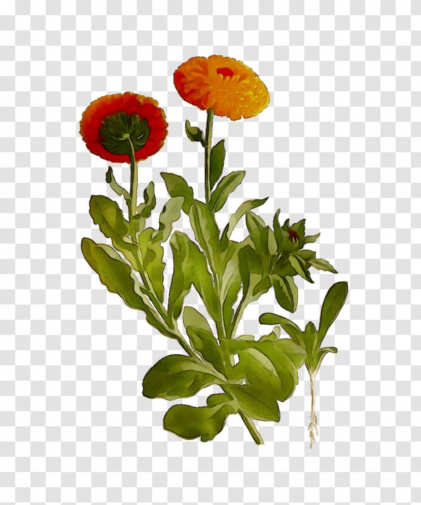 Pot Marigold Cut Flowers Plant Stem Annual Transparent PNG