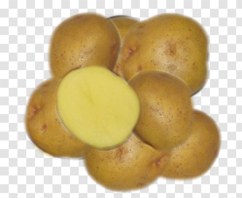 Russet Burbank Potato Yukon Gold Bintje Tuber Kennebec Transparent PNG