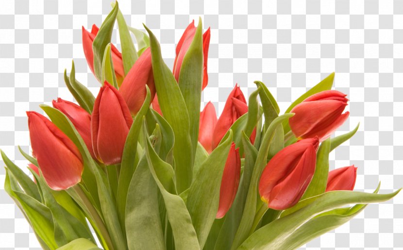 Flower Bouquet Tulip Cut Flowers - Floristry Transparent PNG