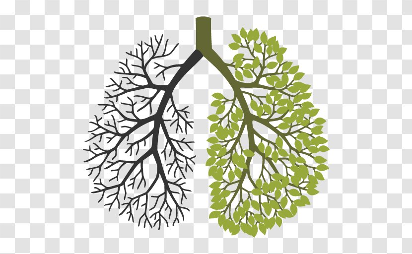 Your Lungs Leaf Respiratory System Tree Transparent PNG