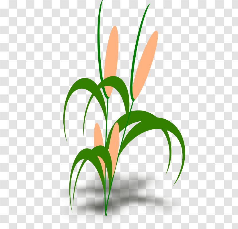 Corn On The Cob Food Chain Web Popcorn Snail - Plant Transparent PNG