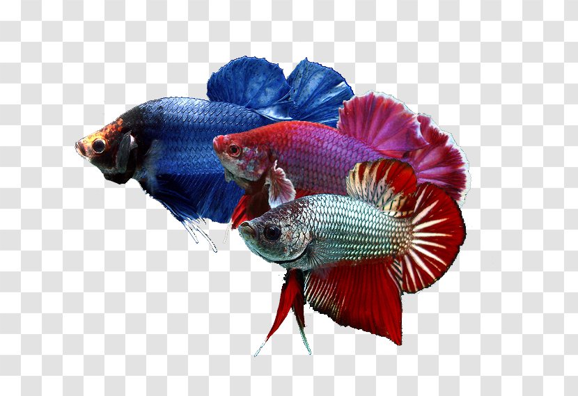 Siamese Fighting Fish Goldfish Breed Pet - Betta Transparent PNG