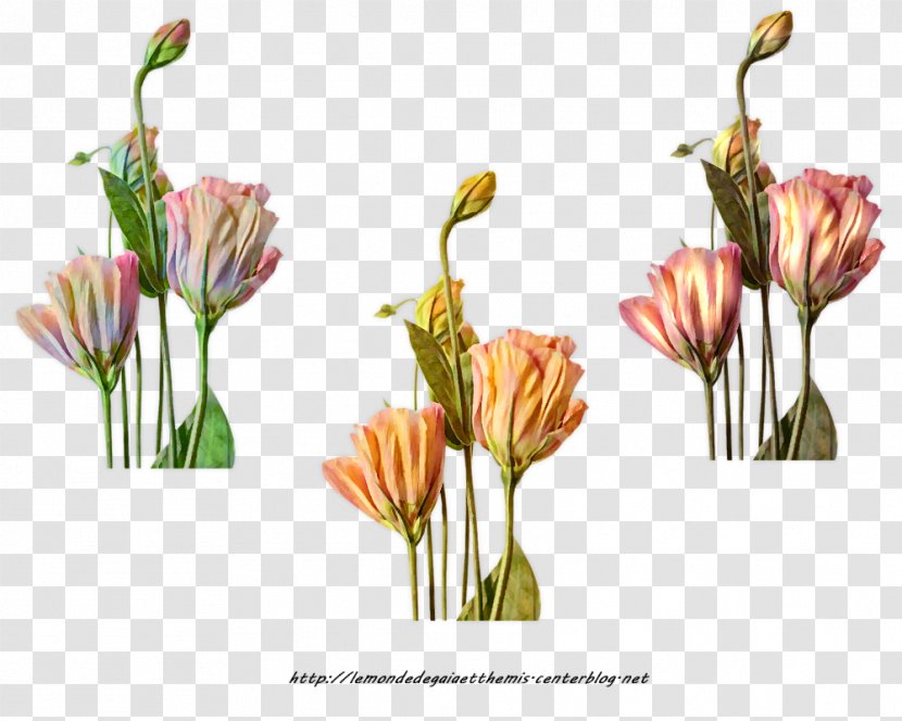 Floral Design Cut Flowers Flowering Plant - Stem - Flower Transparent PNG