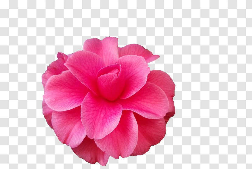 Flower Japanese Camellia The Best Camellias Petal Rose - Pink Transparent PNG