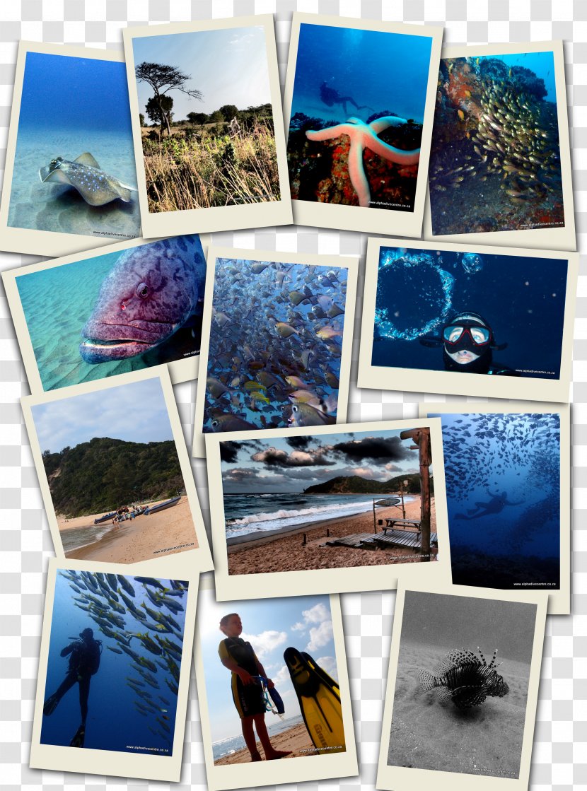 Alpha Dive Centre Scuba Diving Underwater Collage Sodwana Bay - Photographic Paper Transparent PNG