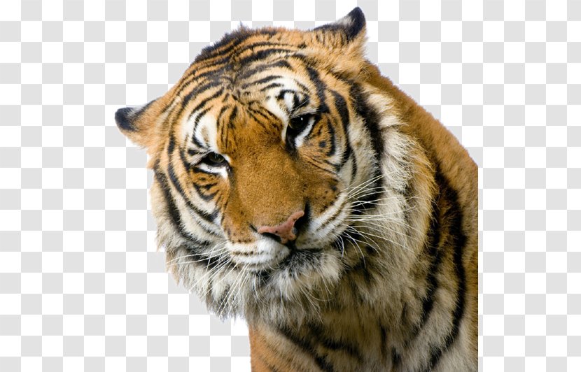 Cat French Bulldog Bengal Tiger White Tigers Roar! - Roar Transparent PNG