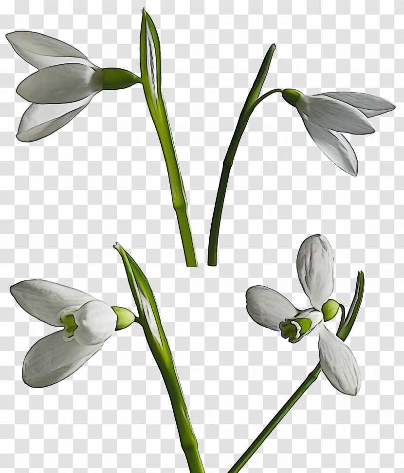 Flower Snowdrop Plant Galanthus Petal Transparent PNG