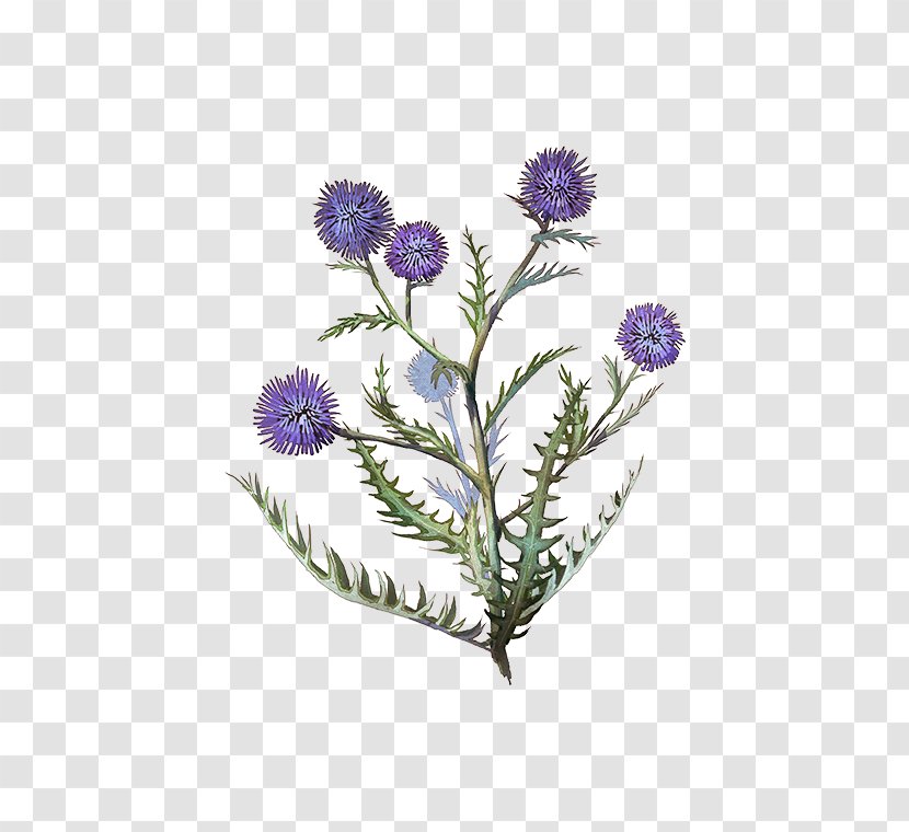 Plant Stem Thistle - Flower Transparent PNG