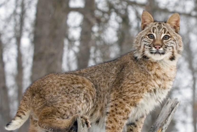 Bobcat Felidae Wildcat Cougar Deer - Carnivoran - Lynx Transparent PNG