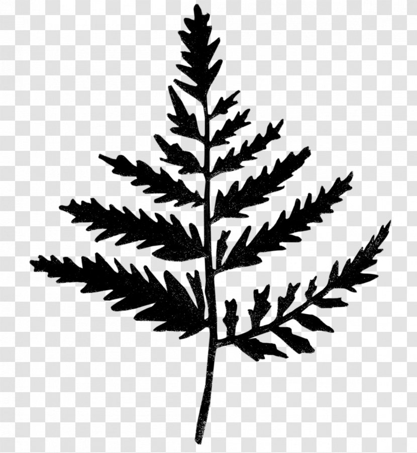 Plant Stem Leaf Twig Line Silhouette - Jack Pine - Flower Transparent PNG