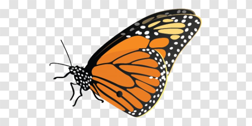 Monarch Butterfly Image Desktop Wallpaper Clip Art - Pollinator - Destruccion Stamp Transparent PNG