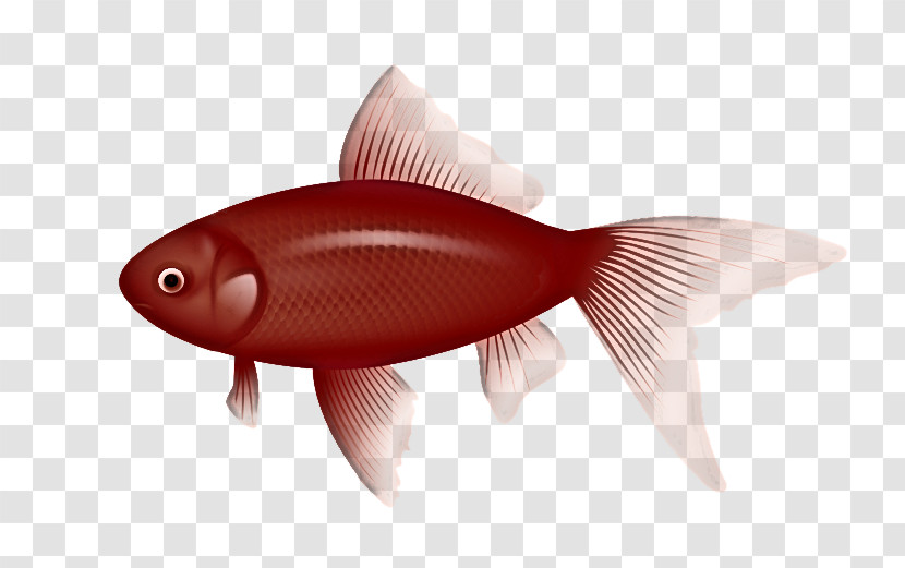 Fish Fish Goldfish Fin Feeder Fish Transparent PNG