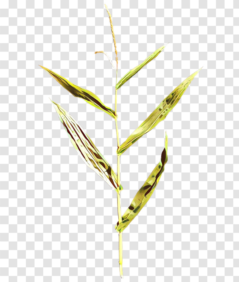 Elymus Repens Plant Leaf Grass Family Grass Transparent PNG
