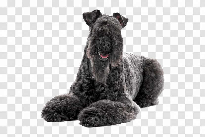 Kerry Blue Terrier Bedlington American Staffordshire Bull Puppy - Poodle Transparent PNG