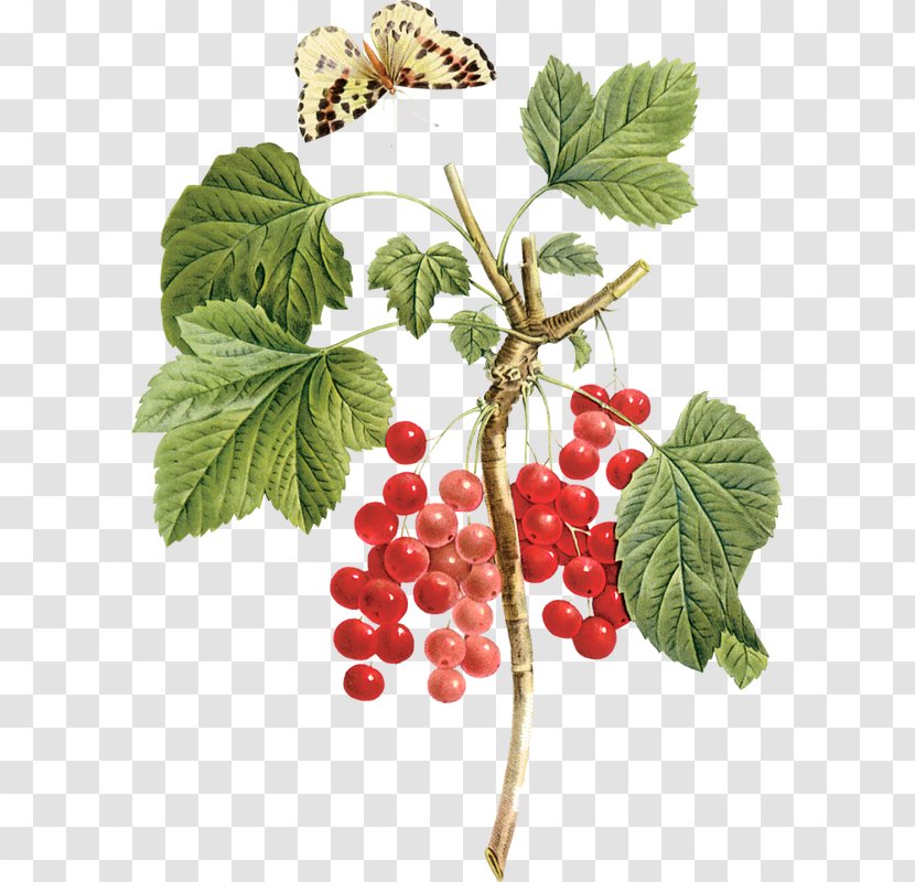 Gooseberry Raspberry Boysenberry Loganberry - Tayberry Transparent PNG