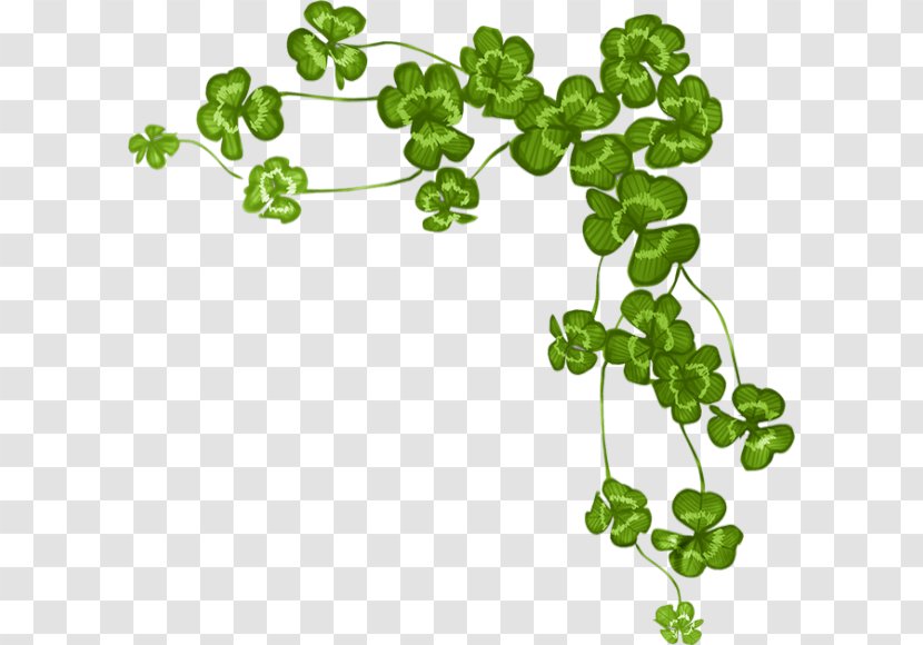 Four-leaf Clover Shamrock Saint Patrick's Day - Green Transparent PNG