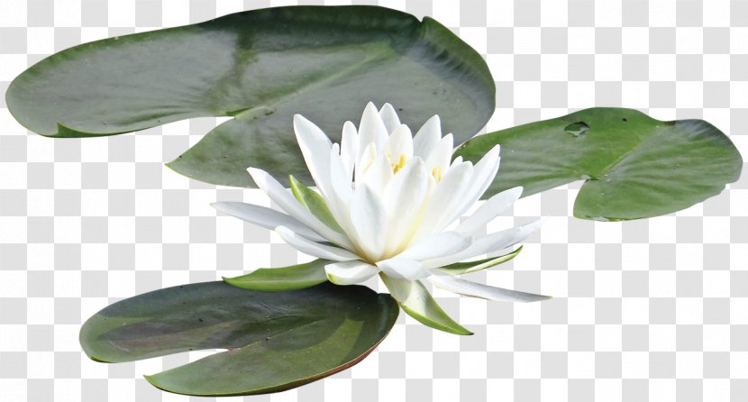 Sacred Lotus Water Lilies Painting Pygmy Water-lily Chi Sen Transparent PNG