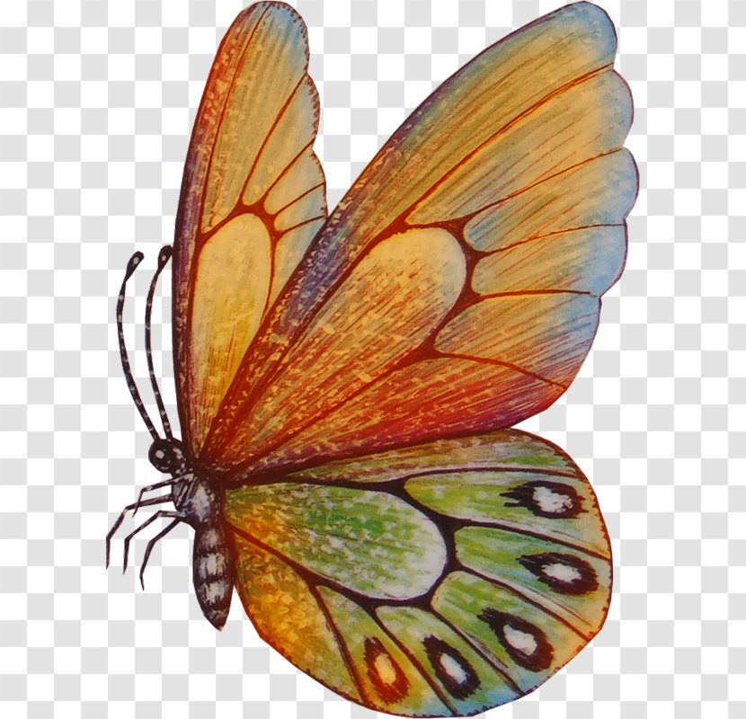 Butterfly Drawing Clip Art - Brush Footed Transparent PNG