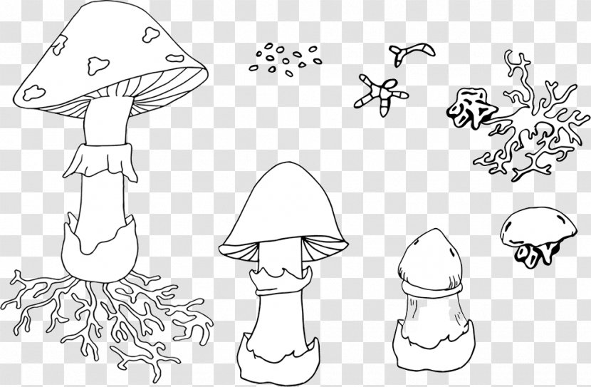 Gilled Mushrooms Fungus Drawing Illustration - Biological Life Cycle - Mushroom Transparent PNG