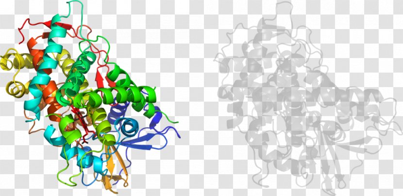 Illustration Graphic Design Tree Product Graphics - Organism - Cytochrome P450 Reductase Transparent PNG