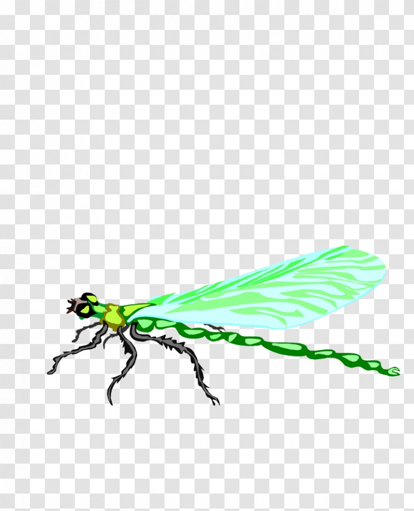 Dragonfly Insect Animation - Cartoon - Small Hand-painted Transparent PNG