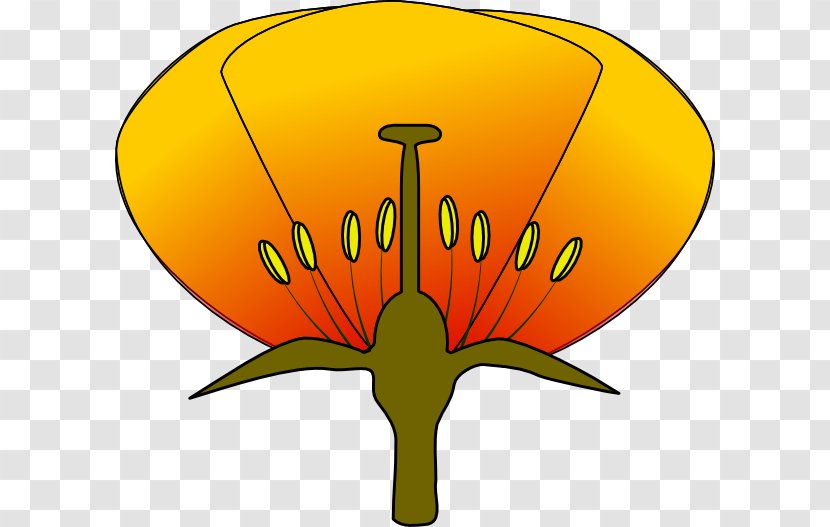 Parts Of A Flower Diagram Clip Art - Symbol - Unlabeled Transparent PNG