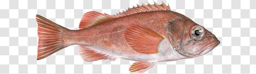 Northern Red Snapper Acadian Redfish Fish Products Rose - Organism Transparent PNG