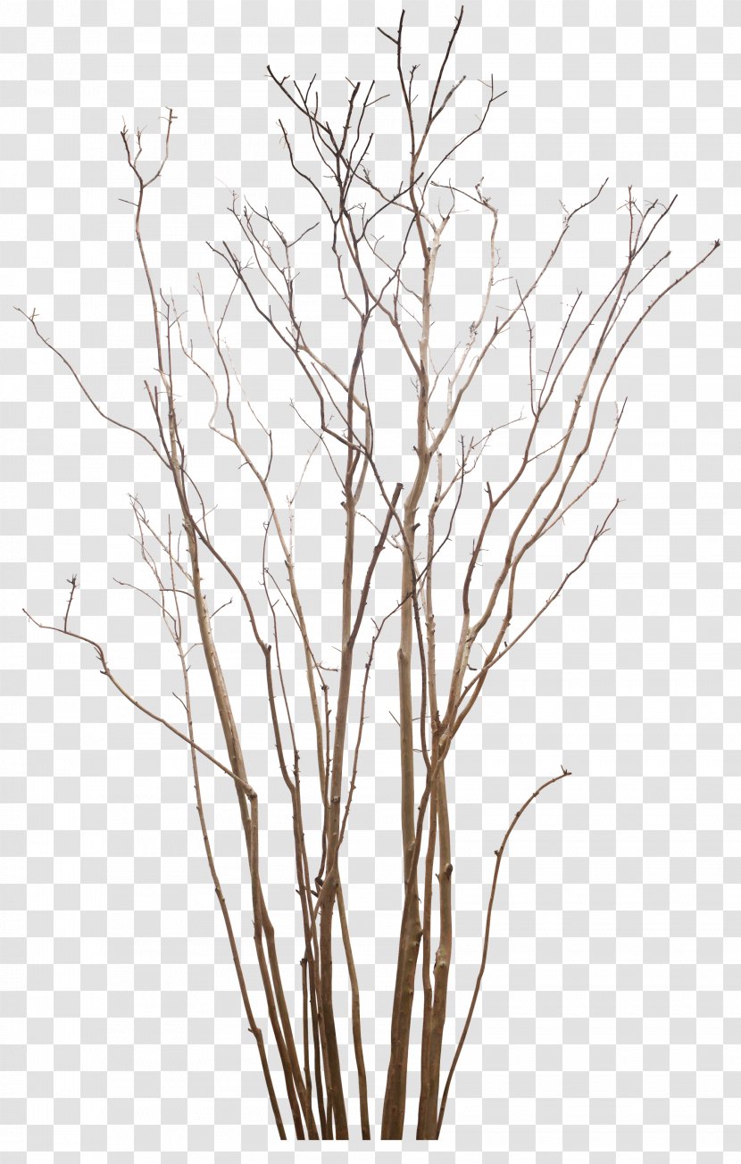 Dead Tree - Branch - Leaf Transparent PNG
