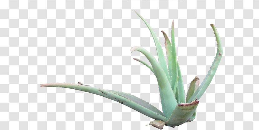 Aloe Vera Candelabra Century Plant Asphodelaceae - Aloes Transparent PNG