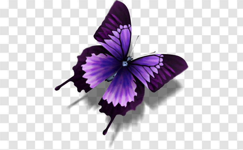 Butterfly Purple Icon - Insect - Image Transparent PNG