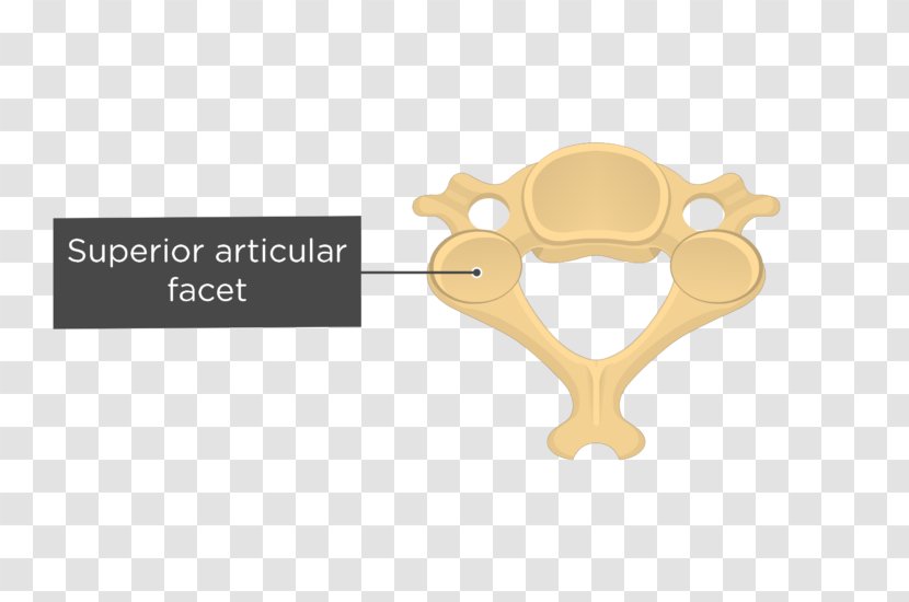 Cervical Vertebrae Articular Processes Axis Vertebral Column Anatomy - Vertebra - Prominens Transparent PNG