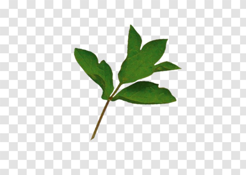 Branch Leaf Tree Green - Leaves Transparent PNG