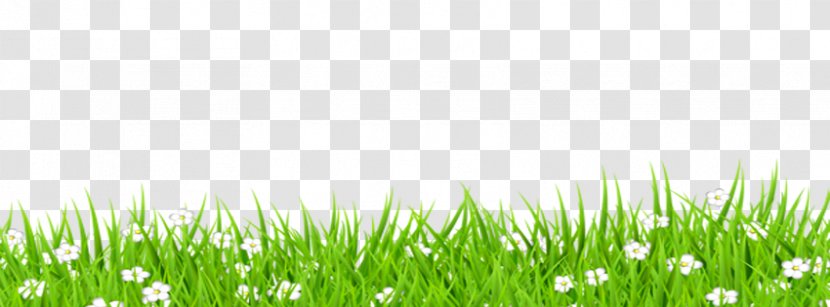 TV VERBO Pasture Desktop Wallpaper - Plant - Grassland Transparent PNG