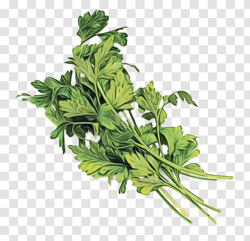 Parsley - Wet Ink - Fines Herbes Culantro Transparent PNG