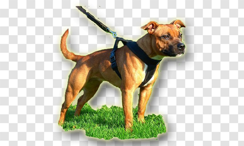 American Pit Bull Terrier Dog Breed Staffordshire - Carnivoran - Black Transparent PNG