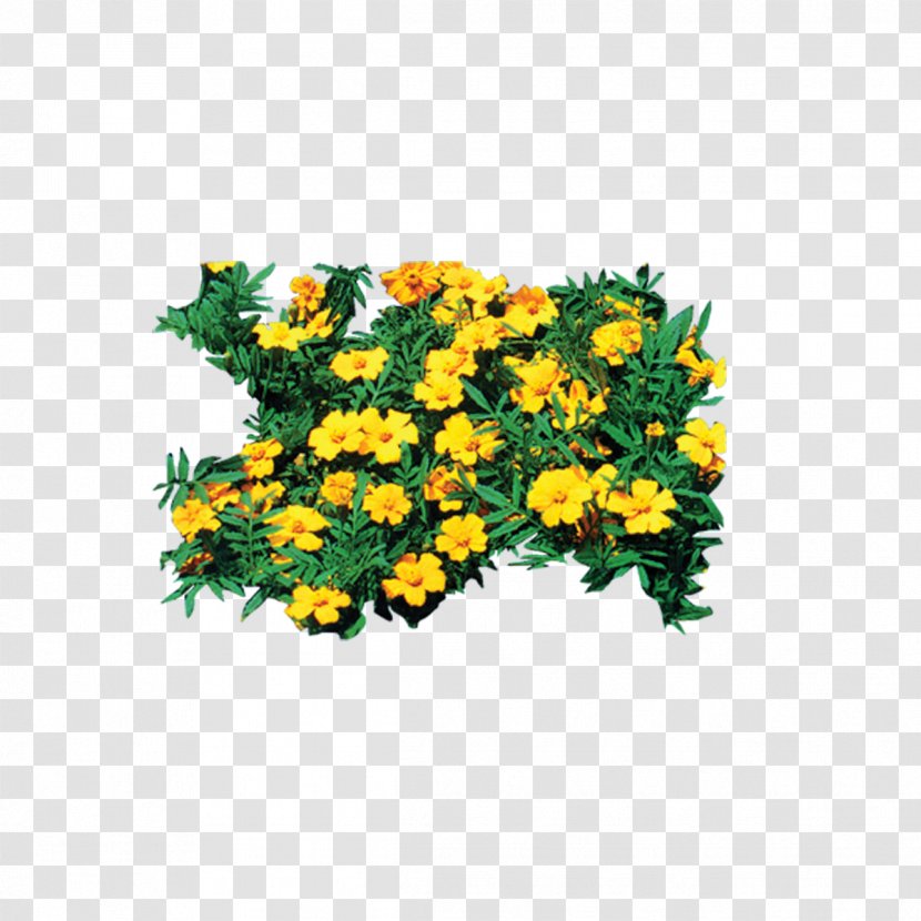 Chrysanthemum Petal Plant - Forest - Petal,plant,tree,forest,Leaves Transparent PNG